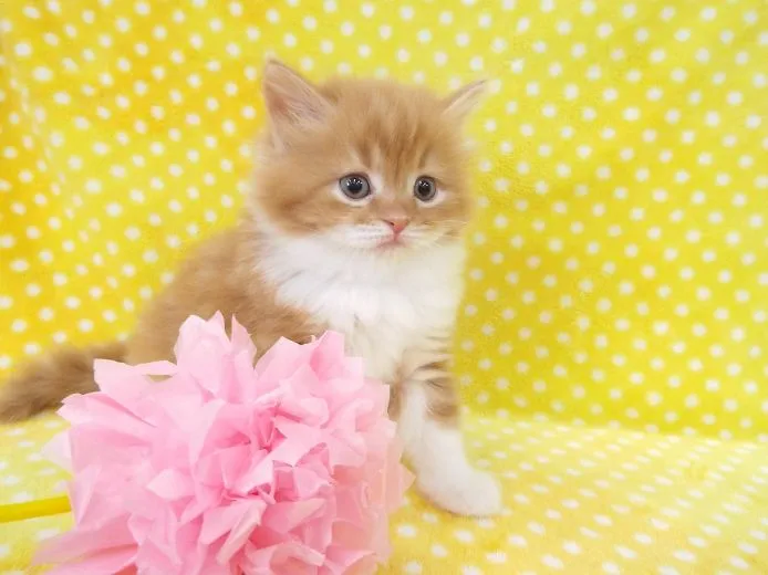 ID:1503-00242の子猫