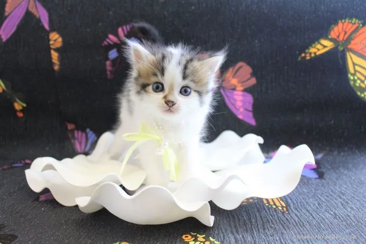 rena 様のお迎えした子猫