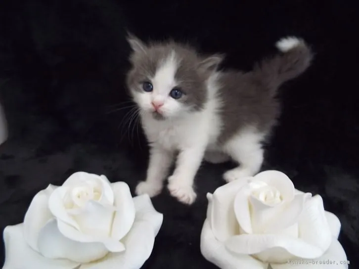ID:1606-00100の子猫
