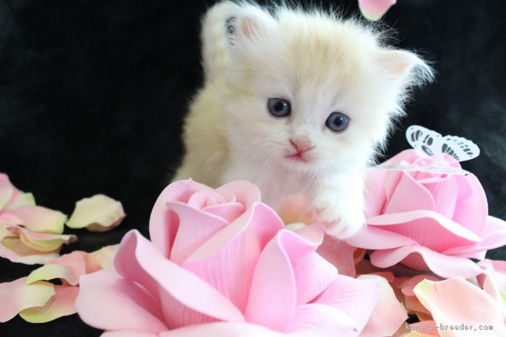 パフモフ 様のお迎えした子猫