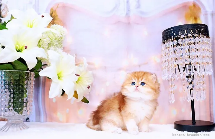 ID：2108-01576の子猫