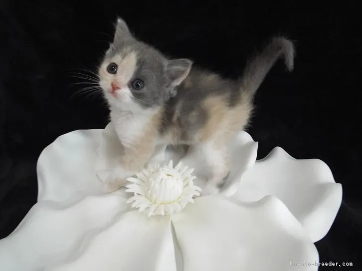 ID：1605-00779の子猫