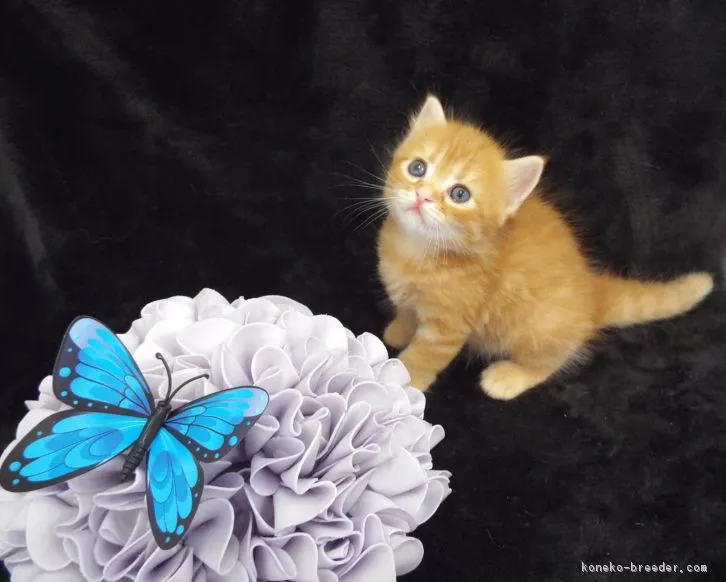 ID:1608-00652の子猫