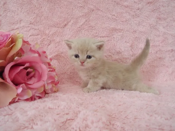 ID:1501-00189の子猫