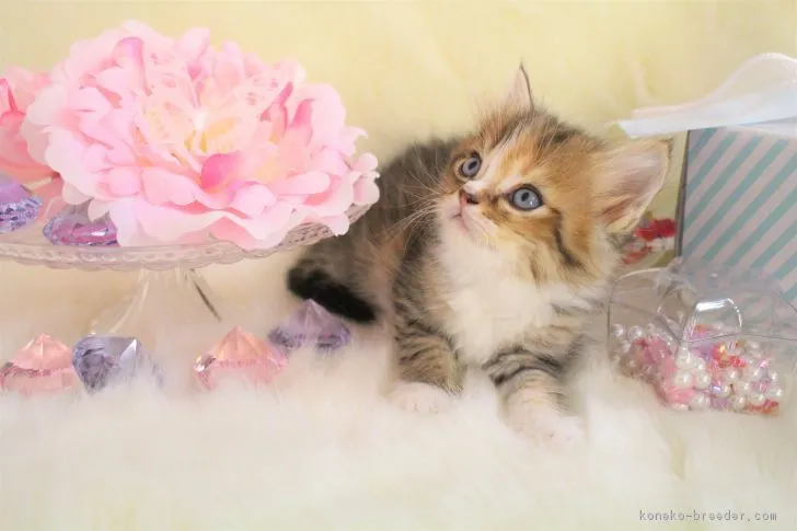 ID:1710-00301の子猫