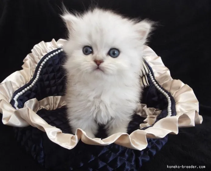 ID:1510-00463の子猫