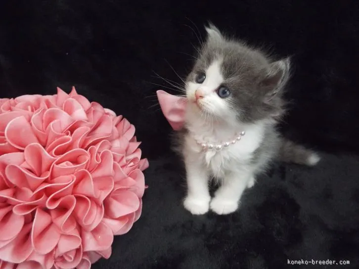 ID：1512-00232の子猫