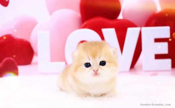 ID:2202-00447の子猫