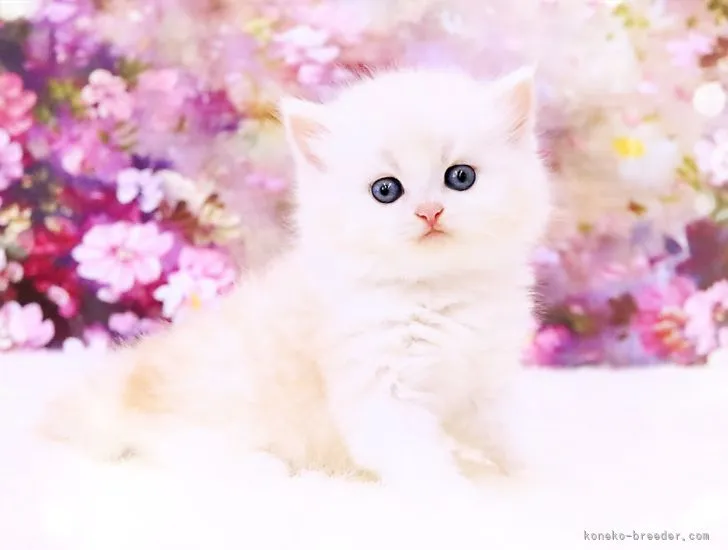 ID:2204-01062の子猫