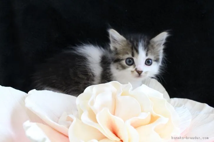 ID:1610-00520の子猫