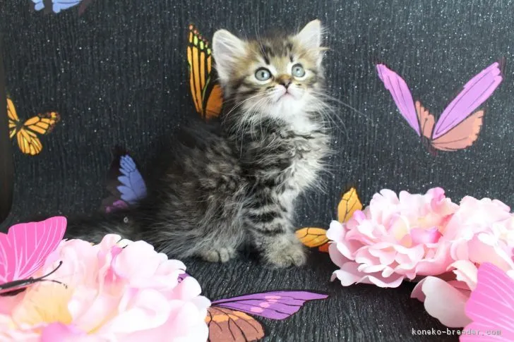 ID:1702-00328の子猫