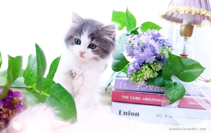Mai 様のお迎えした子猫