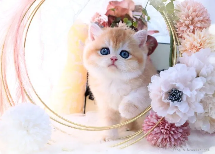 ID:2308-02221の子猫