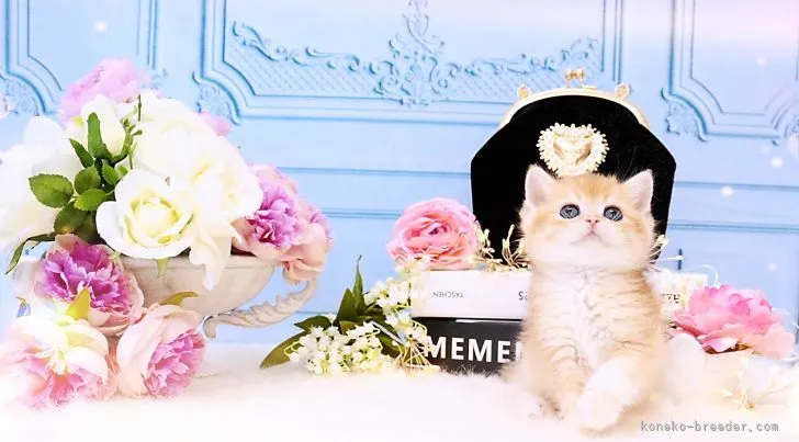 ID：2204-01370の子猫