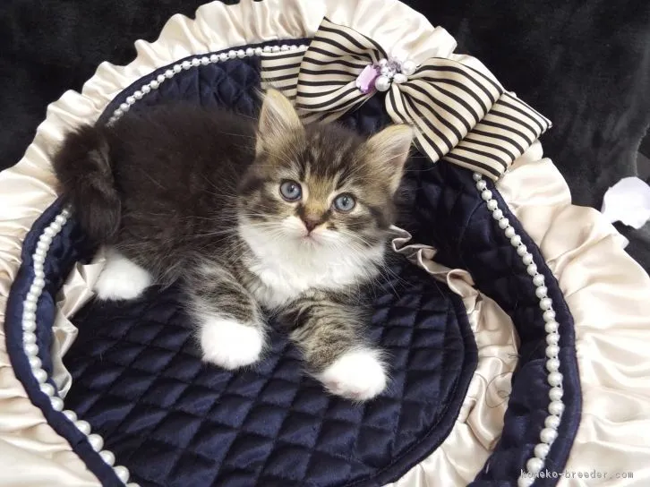 ID：1606-00906の子猫