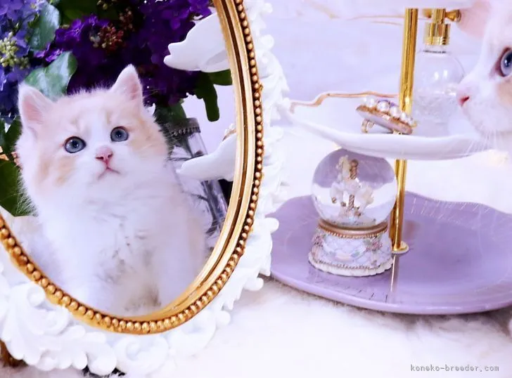 ID:2209-00937の子猫