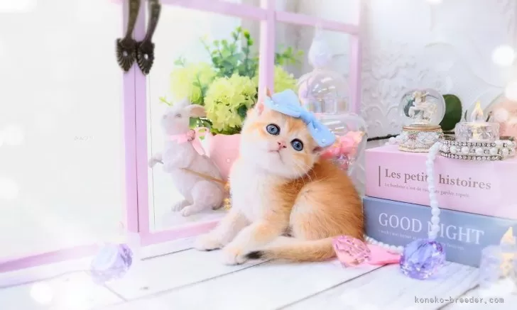 ID:2407-01652の子猫