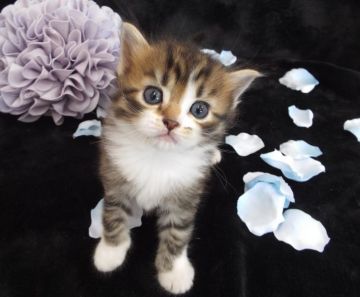 ラガマフィン【岐阜県・男の子・2016年4月4日・ブラウンマッカレルタビー&ホワイト】の写真「クリクリの瞳に綺麗なお顔　(*'ω'*)」