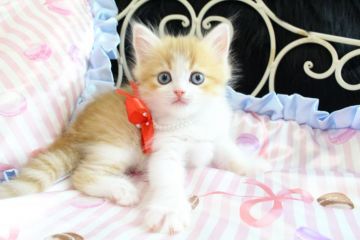 ラガマフィン【岐阜県・女の子・2016年10月3日・レッドマッカレルタビー&ホワイト】の写真「可愛らしい甘えん坊さん(*´ω｀*)」