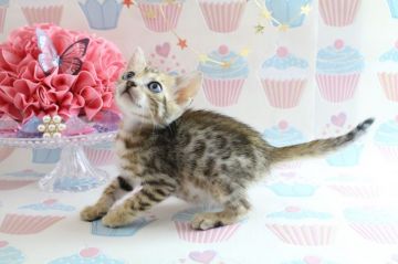ベンガル【岐阜県・男の子・2017年4月24日・ブラウンスポッテッドタビー】の写真「優しいお顔してますよ」