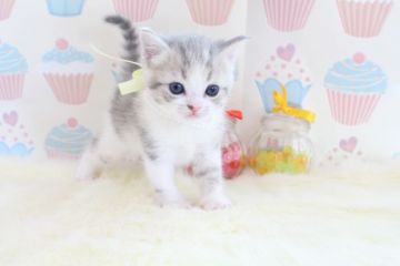 スコティッシュフォールド【岐阜県・女の子・2016年9月21日・ダイリュートキャリコ（ショート）】の写真「とっても優しい雰囲気の美人顔( *´艸｀)」