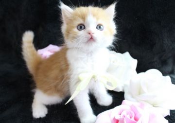 ラガマフィン【岐阜県・男の子・2016年10月10日・レッドマッカレルタビー&ホワイト】の写真「じぃ~っと見つめられると(≧▽≦)胸キュンです」