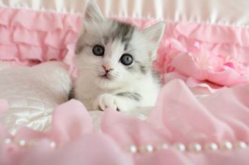 ラガマフィン【岐阜県・男の子・2017年3月18日・シルバーマッカレルタビー&ホワイト】の写真「美猫になる、イケメン顔に(*‘∀‘)シルバーの毛色」