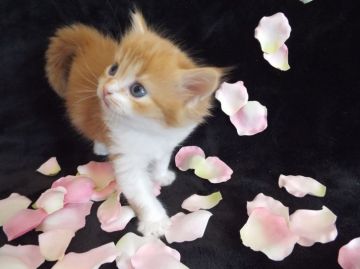 スコティッシュフォールド【岐阜県・男の子・2016年3月28日・レッドタビー&ホワイト】の写真「華やかな毛色の甘えん坊さん(^^♪フワフワしてます」