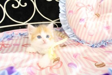 ラガマフィン【岐阜県・女の子・2016年8月30日・レッドマッカレルタビー&ホワイト】の写真「とっても優しいお顔と、人懐っこい性格♡」