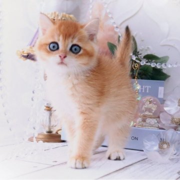 ブリティッシュショートヘア【岐阜県・男の子・2024年7月30日・シェーデッドゴールデン(ゴールド)（ショートヘア）】の写真「光り輝くイケメン✨濃いめの顔が素敵だね」