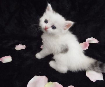 ラガマフィン【岐阜県・女の子・2016年5月9日・ダイリュートキャリコ】の写真「フワフワの綿菓子猫　優しいお顔が可愛い♬」