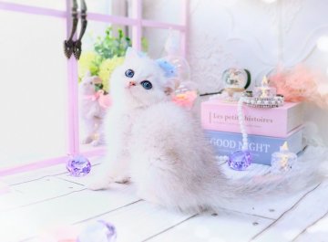 ブリティッシュショートヘア【岐阜県・女の子・2024年5月10日・シェルシルバーシェーデッド】の写真「まん丸シロクマちゃん🐻‍❄️」
