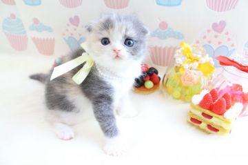 スコティッシュフォールド【岐阜県・女の子・2016年11月8日・ダイリュートキャリコ】の写真「つぶらな瞳　愛らしいお顔してます」