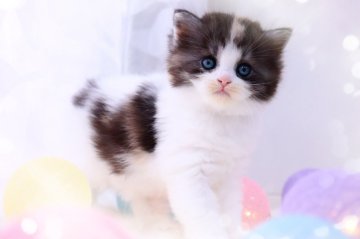ラガマフィン【岐阜県・女の子・2024年1月21日・キャリコ】の写真「華やかな毛色の美人さん❁⃘*」
