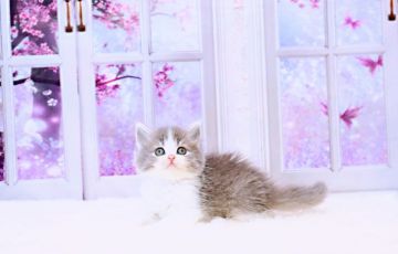 ラガマフィン【岐阜県・女の子・2021年11月2日・ブルーマッカレルタビー&ホワイト】の写真「猛烈アタック!!!(ง๑ •̀_•́)ง甘えん坊♥」