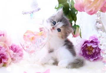ラガマフィン【岐阜県・女の子・2023年4月19日・ダイリュートキャリコ】の写真「淡く上品な毛色(ღ*ˇ ˇ*)｡o♡」