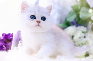 ブリティッシュショートヘア【岐阜県・女の子・2023年12月13日・チョコレートシルバー（ショートヘア）】の写真「甘えんぼちゃん｡:°ஐ..♡*」
