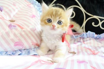 ラガマフィン【岐阜県・女の子・2016年10月3日・レッドマッカレルタビー&ホワイト】の写真「華やかな毛色に、可愛い性格」