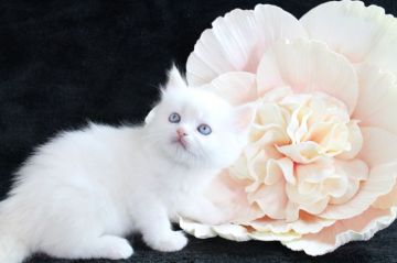 ラガマフィン【岐阜県・女の子・2016年11月9日・ホワイト&クリームバン】の写真「初雪のようなホワイトの毛色が、とっても魅力的」