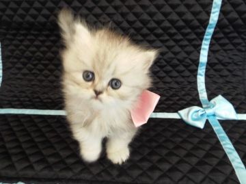 ペルシャ(チンチラ)【岐阜県・女の子・2015年11月29日・チンチラシルバー】の写真「優しいお顔に、キラキラ瞳がキュート(*'▽')」