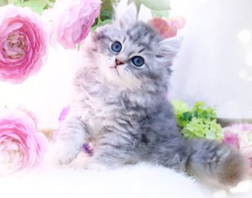 ラガマフィン【岐阜県・男の子・2023年8月12日・ブルータビー】の写真「凛とした美しさ°・*:.。.☆」