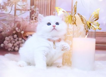 ラガマフィン【岐阜県・男の子・2024年2月1日・クリームマッカレルタビー&ホワイト】の写真「癒しのクリーム🥰もふもふ」