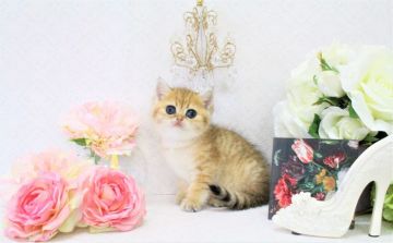 ブリティッシュショートヘア【岐阜県・女の子・2019年11月11日・ゴールデン(ゴールド)（ショート）】の写真「今年最後の感謝を込めて　サンキュー価格」