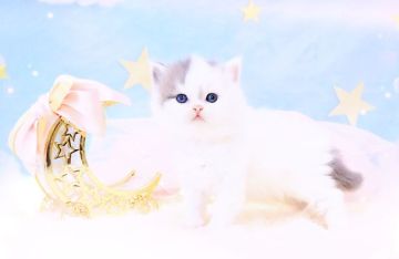 ラガマフィン【岐阜県・女の子・2022年3月12日・ブルーマッカレルタビー&ホワイト】の写真「とっても美人なお姫様👸」