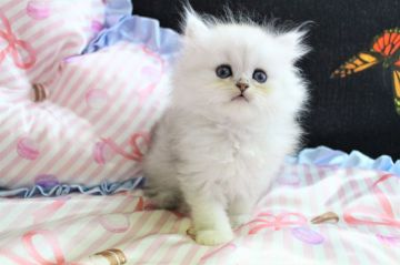 ペルシャ(チンチラ)【岐阜県・男の子・2017年8月27日・チンチラシルバー】の写真「マシュマロみたいな( ^ω^ )可愛い子」