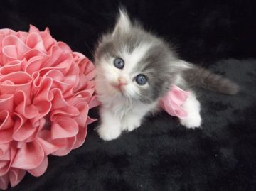 ラガマフィン【岐阜県・女の子・2015年11月4日・ブルータビー&ホワイト】の写真「ブルーの毛色と瞳の綺麗な子です」