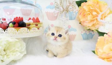 ブリティッシュショートヘア【岐阜県・男の子・2020年3月15日・ゴールド(ゴールデン)（ショート）】の写真「明るい黄金カラーに、プニプニほっぺ」