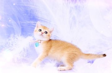 ブリティッシュショートヘア【岐阜県・男の子・2022年2月3日・シェーデッドゴールデン（ショート）】の写真「優しく甘々の甘えん坊🧸」
