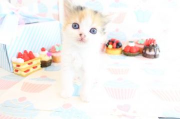 ラガマフィン【岐阜県・女の子・2017年2月26日・ブラウンパッチドタビー&ホワイト】の写真「ホワイトの毛色が、優しい雰囲気　甘えん坊さん」