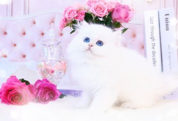 ブリティッシュロングヘア【岐阜県・女の子・2023年1月17日・シェルシルバーシェーデッド(シルバー)】の写真「うっとりする美しさ✨」